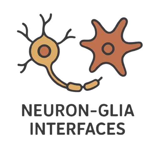 Neuron-Glia Interfaces