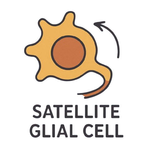 Satellite Glial Cells